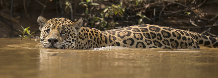 jag